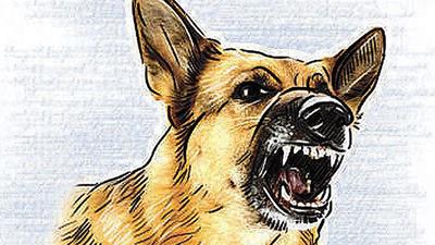 The last census was done by the Chandigarh MC in 2019, which had shown a 65% increase in stray dog population in Chandigarh within seven years from 2012. (HT File) The last census was done by the Chandigarh MC in 2019, which had shown a 65% increase in stray dog population in Chandigarh within seven years from 2012. (HT File)