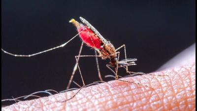 No dengue-related fatality was reported from Chandigarh and Panchkula on Friday. No dengue-related fatality was reported from Chandigarh and Panchkula on Friday.