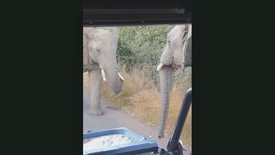 These elephants got into a heated fight during a jungle safari in Africa.&nbsp; (Jukin Media)