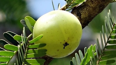 Amla: It is very rich in Vitamin C and also promotes good functioning of pancreas. One should mix one tablespoon of amla juice in a cup of bitter gourd juice and drink it on a daily basis for a few months. (Pixabay)