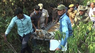 A tiger was found dead on the railway tracks near Nallamala forests close to Nandyal town in Andhra Pradesh’s Kurnool on Friday. (Image used for representation). (HT FILE PHOTO.) A tiger was found dead on the railway tracks near Nallamala forests close to Nandyal town in Andhra Pradesh’s Kurnool on Friday. (Image used for representation). (HT FILE PHOTO.)