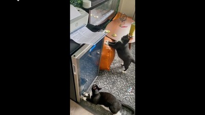The hilarious video of the cat reacting to the printer has been shared on Reddit after it was posted on TikTok. The hilarious video of the cat reacting to the printer has been shared on Reddit after it was posted on TikTok. 