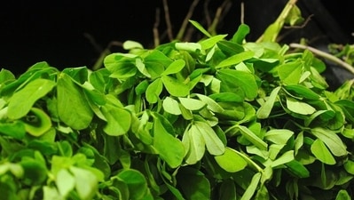 Fenugreek: It is a wonderful herb to control diabetes. It improves glucose tolerance and lowers blood sugar levels. One should eat at least two tablespoons of powdered fenugreek seeds daily with milk for best results. (Pixabay)