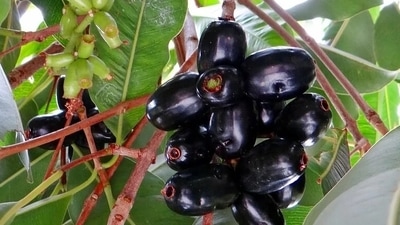 Jamun or Jambul: As it contains anthocyanins, ellagic acid and various other properties it helps regulate insulin. Each part of the Jamun plant is used to treat diabetes. The seeds especially contain glycoside jamboline and alkaloid jambosine that regulate and control blood sugar level. (Pixabay)