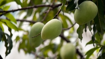 Mango leaves: Tender mango leaves can be used to treat diabetes at it regulates the insulin levels in the blood. It is advised to soak ten to fifteen leaves in a glass of water overnight. One should drink water on an empty stomach for better results. (Pixabay)