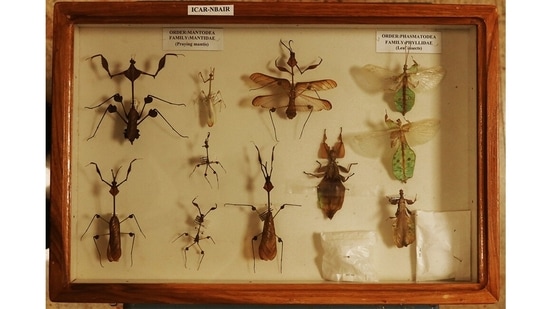 Leaf insects: Among the NIM's most prized collections are mimic mantis and leaf insects.  