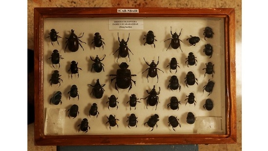 Beetles: Members of the order Ceoleoptera, the largest order of insects, arrive at the museum in bags.  A whole room is devoted to this order of insects.  We see here dung beetles of the beetle family.  (Photo HT)