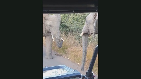 These elephants got into a heated fight during a jungle safari in Africa. (Jukin Media)
