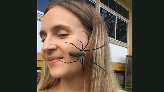 This huge Golden Orbweaver spider crawls all over the woman's face. (Jukin Media)