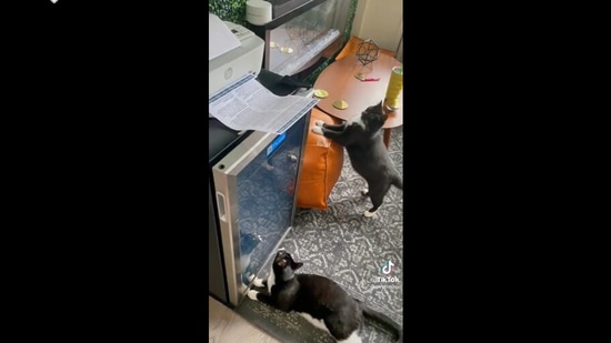 The hilarious video of the cat reacting to the printer has been shared on Reddit after it was posted on TikTok.&nbsp;