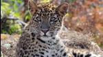 This is the third time in nearly a decade that the movement of a leopard across SGNP and TWLS is being documented, and the second time using radio-collars. (HT FIle Photo)