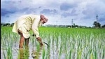 The Centre has assured the UP government that shortage of diammonium phosphate (DAP) will not be allowed to take place in the state (For Representation) The Centre has assured the UP government that shortage of diammonium phosphate (DAP) will not be allowed to take place in the state (For Representation)