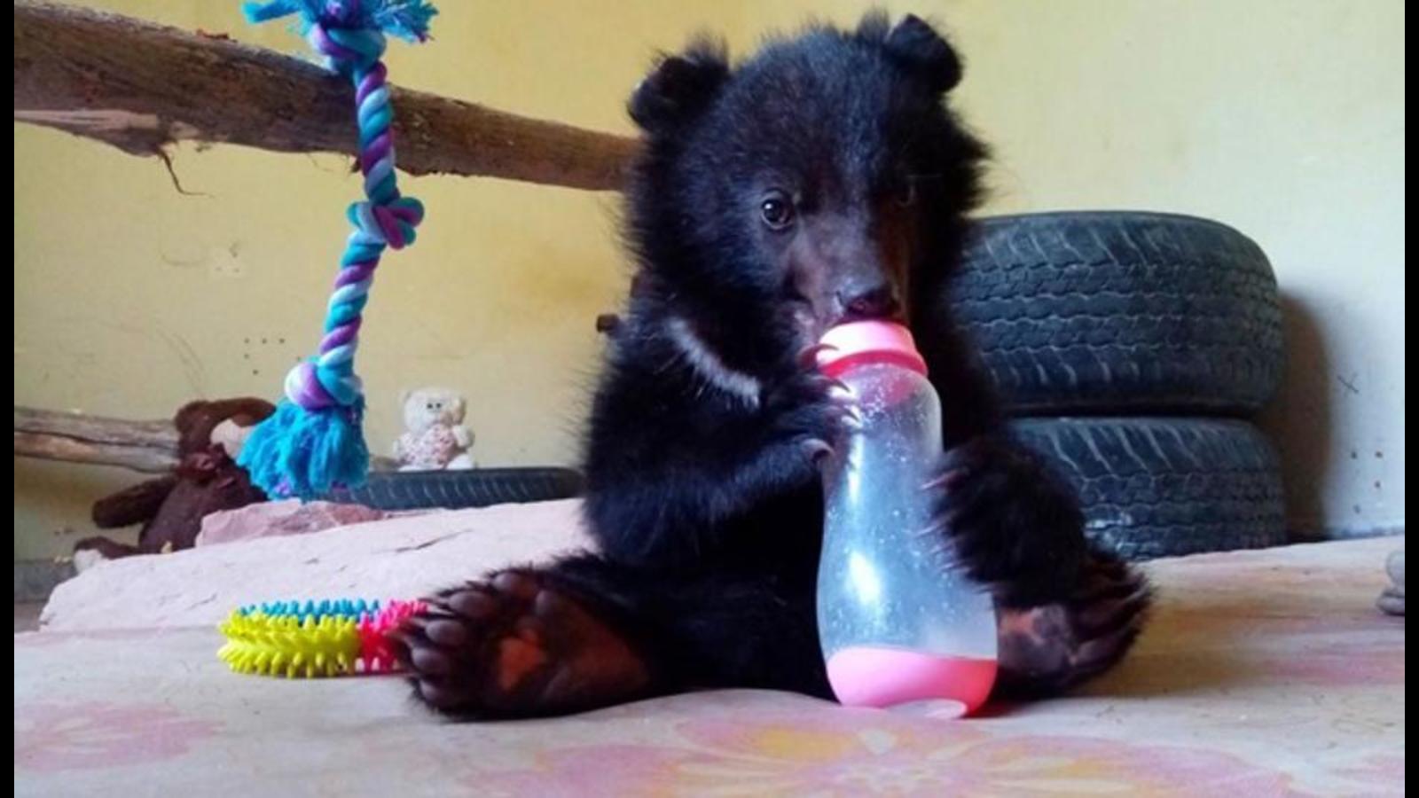 Orphaned Drop Bear Cub Being Fed Human Blood?!