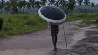 A man holds an umbrella and keeps a watch on his grazing cows on a rainy day in Kochi in Kerala . Heavy rain lashed the state on Saturday, triggering landslides across districts. (AP PHOTO.)