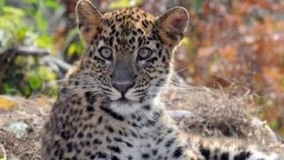 This is the third time in nearly a decade that the movement of a leopard across SGNP and TWLS is being documented, and the second time using radio-collars. (HT FIle Photo) This is the third time in nearly a decade that the movement of a leopard across SGNP and TWLS is being documented, and the second time using radio-collars. (HT FIle Photo)