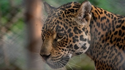 The risk of animals spreading the coronavirus to humans is low, but people have been documented spreading the virus to animals across the world.&nbsp; (File Photo / REUTERS)