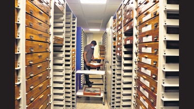 Mounted specimens in wooden caskets are stacked on movable shelves in a temperature-controlled room. Mounted specimens in wooden caskets are stacked on movable shelves in a temperature-controlled room.