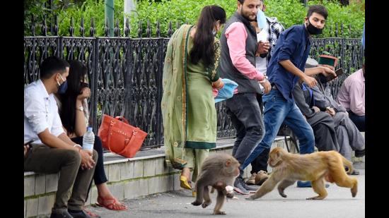 Himachal had requested the Centre to declare monkeys vermin again, after an earlier notification in this regard, expired in April. (HT File)