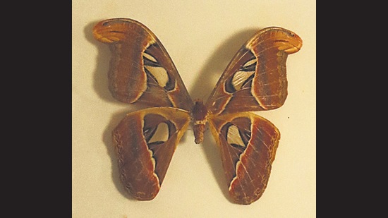 An Atlas moth. This is considered the biggest insect in the world by surface area.