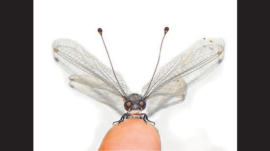 An owlfly perched on a finger for perspective.