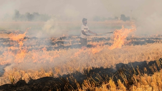 A farmer burns straw stubble after harvesting a paddy crop in a field near the India-Pakistan wagah border, some 35 Km from Amritsar on November 13, 2021.&nbsp;(AFP)
