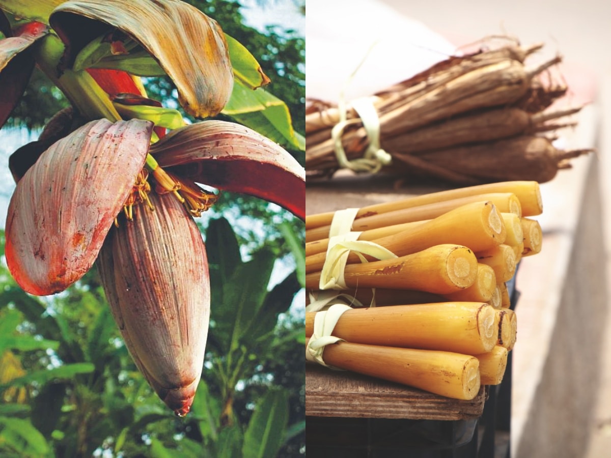 Some of the ingredients included in the Forgotten Foods calendar include banana flowers (left), banana stem, palm shoots and recipes to go with them. Some of the ingredients included in the Forgotten Foods calendar include banana flowers (left), banana stem, palm shoots and recipes to go with them.