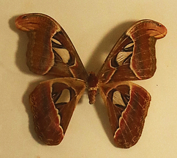 An Atlas moth. This is considered the biggest insect in the world by surface area. An Atlas moth. This is considered the biggest insect in the world by surface area.