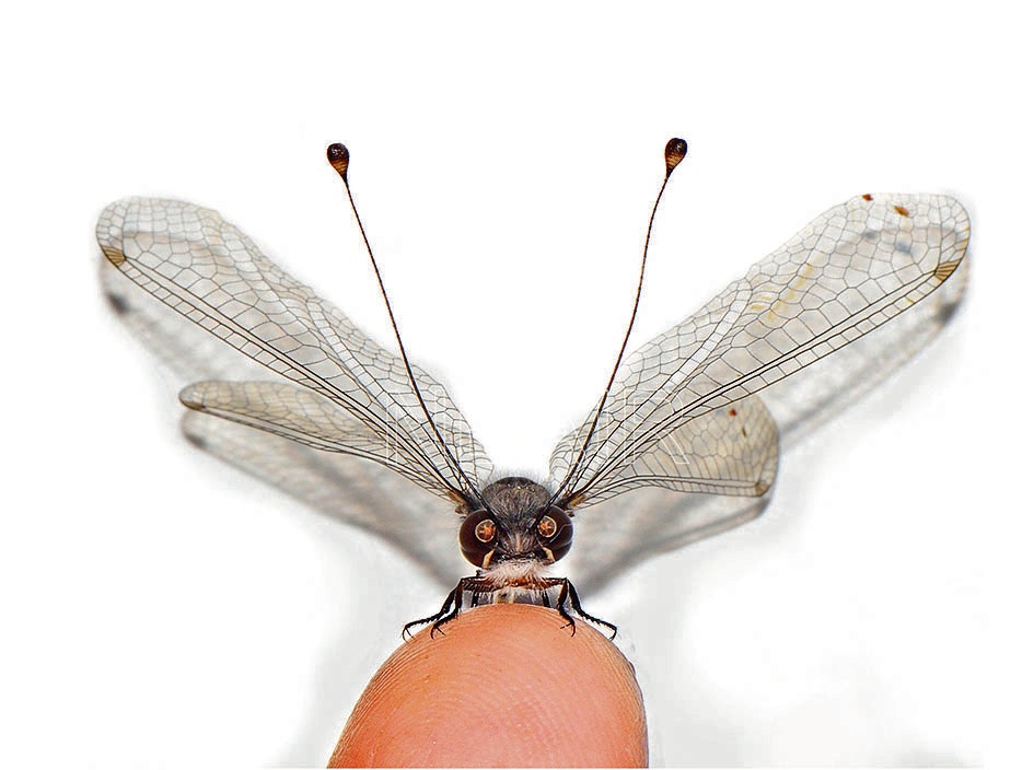 An owlfly perched on a finger for perspective. An owlfly perched on a finger for perspective.
