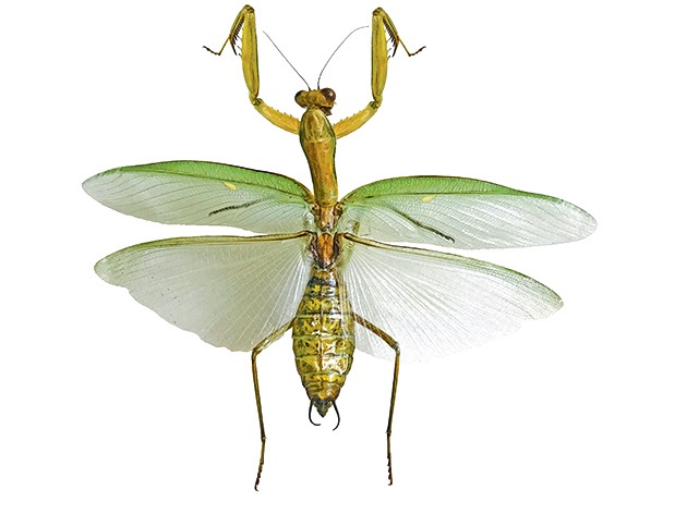 One of the host of leaf insect specimens. One of the host of leaf insect specimens.