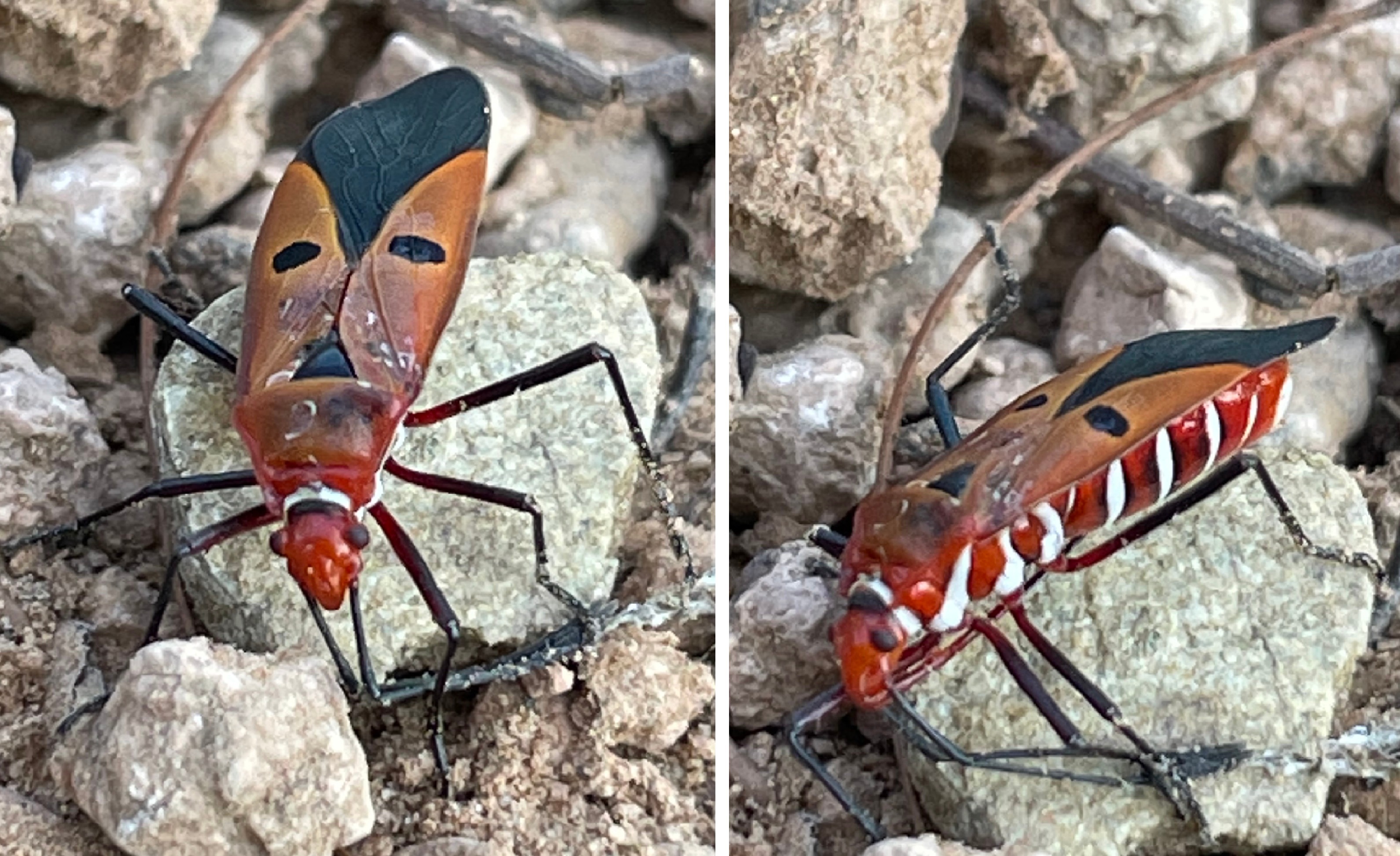 The designer bug: colours and patterns of the insect dwelling on the Mirzapur ridge. (PHOTOS: HEMANI SINGH) The designer bug: colours and patterns of the insect dwelling on the Mirzapur ridge. (PHOTOS: HEMANI SINGH)