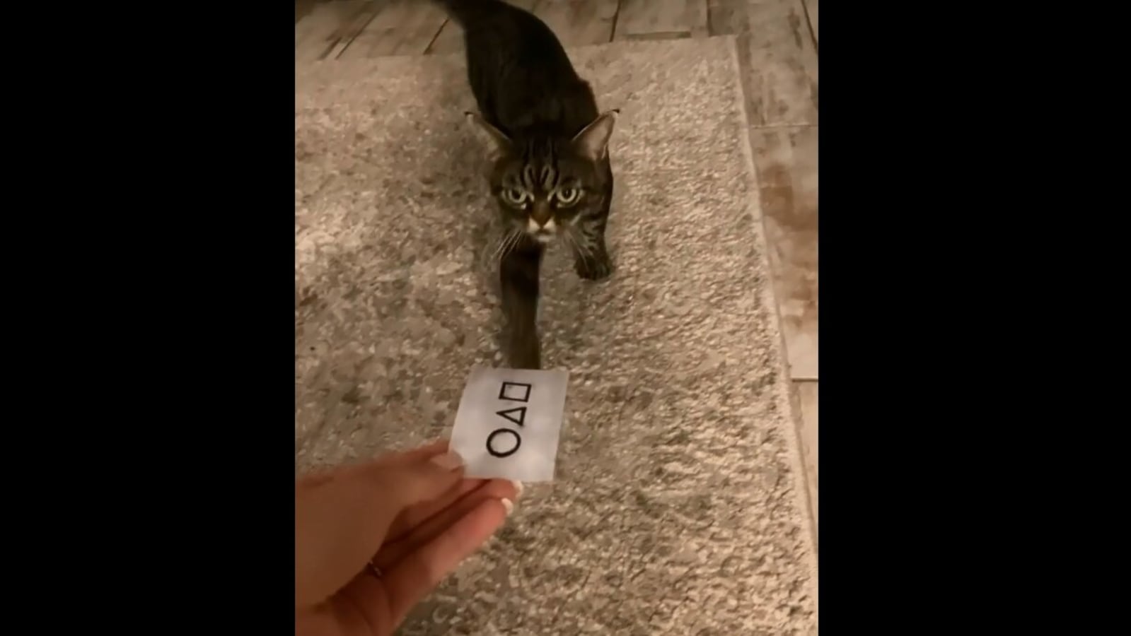 Human offers Squid Game inspired card to cat, the feline does this