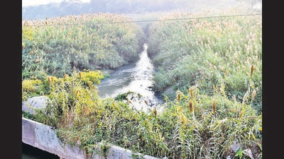 The MC will use phytoremediation technique to clean water contaminated with hazardous contaminants. Plants and microbes will be put to use to treat polluted water in rivulets in and around Chandigarh. (HT File Photo) The MC will use phytoremediation technique to clean water contaminated with hazardous contaminants. Plants and microbes will be put to use to treat polluted water in rivulets in and around Chandigarh. (HT File Photo)