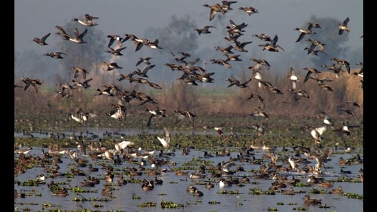 The Punajb department of forests and wildlife preservation has started taking precautionary measures at Harike wetland in view of the death of more than 170 migratory birds in Rajasthan due to avian influenza. (HT photo)
