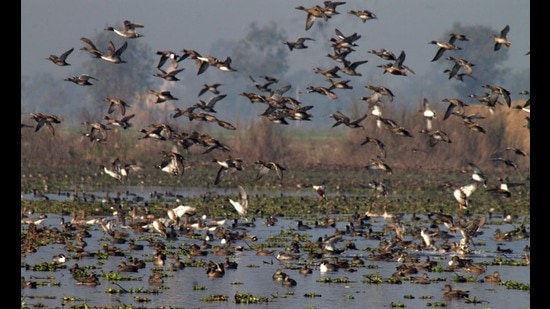 The Punajb department of forests and wildlife preservation has started taking precautionary measures at Harike wetland in view of the death of more than 170 migratory birds in Rajasthan due to avian influenza. (HT photo) The Punajb department of forests and wildlife preservation has started taking precautionary measures at Harike wetland in view of the death of more than 170 migratory birds in Rajasthan due to avian influenza. (HT photo)