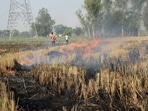 Farmers burn the stubble in a field, in Jalandhar on Tuesday. ((ANI Photo)) Farmers burn the stubble in a field, in Jalandhar on Tuesday. ((ANI Photo))