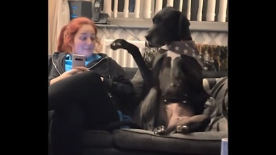 The image shows the doggo sitting beside its human on a couch. (Reddit/@kimboe313)