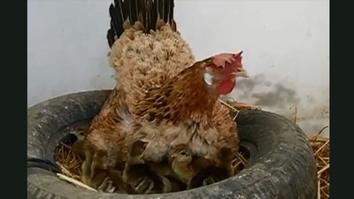 The video shows the hen with the peacock chicks. (Jukin Media)