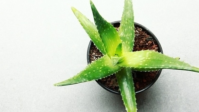 Plant saplings like Peace Lily, Aloe Vera, Spider Plant as they act as natural air purifiers. This will help you to breathe indoors easy (Pixabay) Plant saplings like Peace Lily, Aloe Vera, Spider Plant as they act as natural air purifiers. This will help you to breathe indoors easy (Pixabay)