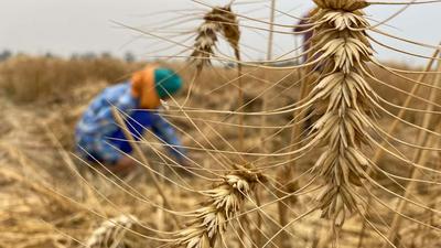 The ICAR nod for the modified wheat variety means that the improved seed can be used this season; varsity scientists add that this is also more resistant to Yellow Rust attack. (HT Correspondent)