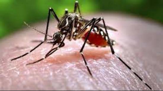 Zika virus (pic is for representation)