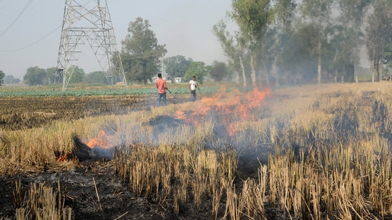 Farmers burn the stubble in a field, in Jalandhar on Tuesday. ((ANI Photo)) Farmers burn the stubble in a field, in Jalandhar on Tuesday. ((ANI Photo))