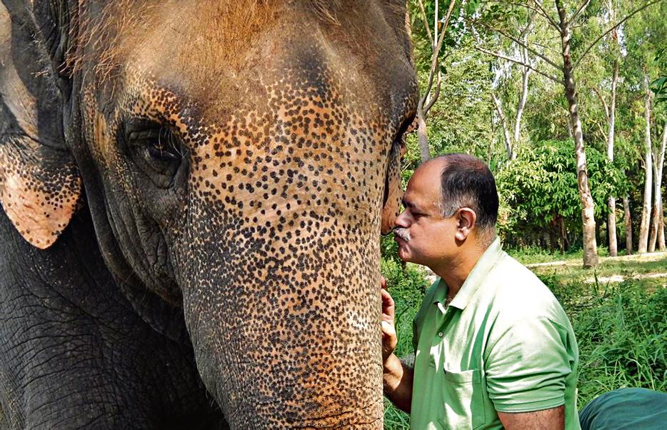 Sarma has performed hundreds of surgeries and treats wild elephants.