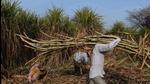 With the sugarcane crushing season for 2021-22 having started from October 15 in Maharashtra, sugar commissioner of the state, Shekhar Gaikwad, has predicted a record high sugar production this season. (AFP (PIC FOR REPRESENTATION)) With the sugarcane crushing season for 2021-22 having started from October 15 in Maharashtra, sugar commissioner of the state, Shekhar Gaikwad, has predicted a record high sugar production this season. (AFP (PIC FOR REPRESENTATION))