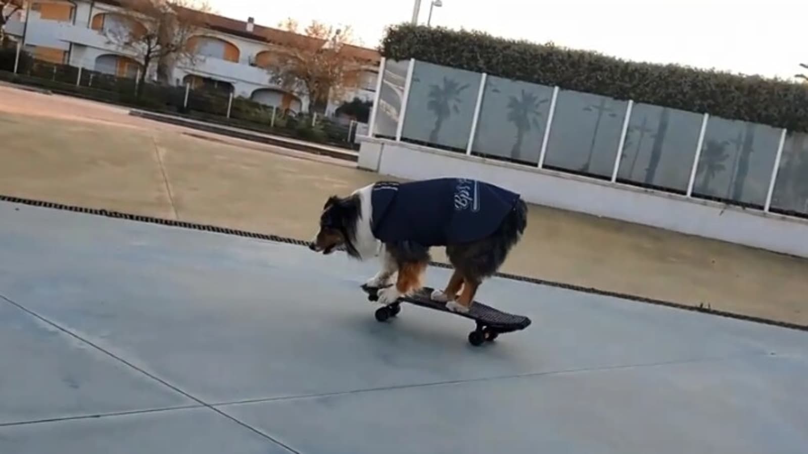 dog riding skateboard