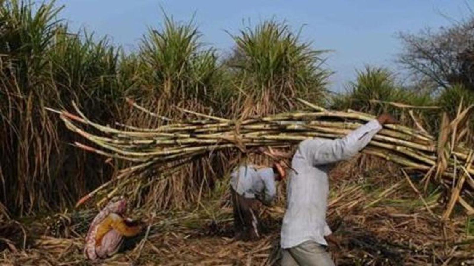 Maha May See All time High Production Of Sugar This Year Hindustan Times