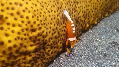 The image shows the rare shrimp. (Jukin Media)
