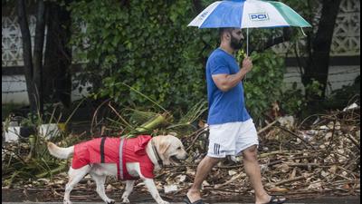 The one-time registration fee for pet dogs in Mohali is ₹100 and the annual renewal fee is also ₹100. (Satyabrata Tripathy/HT Photo) The one-time registration fee for pet dogs in Mohali is ₹100 and the annual renewal fee is also ₹100. (Satyabrata Tripathy/HT Photo)