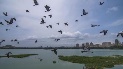 BMC argued that the Powai lake is a man made reservoir and hence the area surrounding it would not come under the purview of the rules. (Pratik Chorge/HT Photo) BMC argued that the Powai lake is a man made reservoir and hence the area surrounding it would not come under the purview of the rules. (Pratik Chorge/HT Photo)