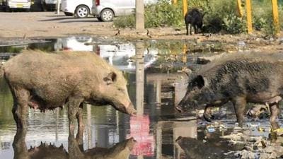 PMC has decided to increase its revenue by imposing a 25% commission on the contractor/agency for pig capture and slaughter - up from the current Rs150 to Rs365 per animal. (HT (PIC FOR REPRESENTATION)) PMC has decided to increase its revenue by imposing a 25% commission on the contractor/agency for pig capture and slaughter - up from the current Rs150 to Rs365 per animal. (HT (PIC FOR REPRESENTATION))