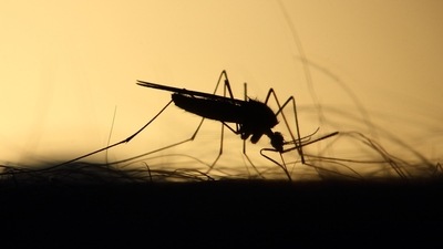 Malaria vaccines may improve with new information on naturally acquired immunity (Unsplash) Malaria vaccines may improve with new information on naturally acquired immunity (Unsplash)